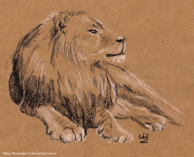 Lion sketch 001