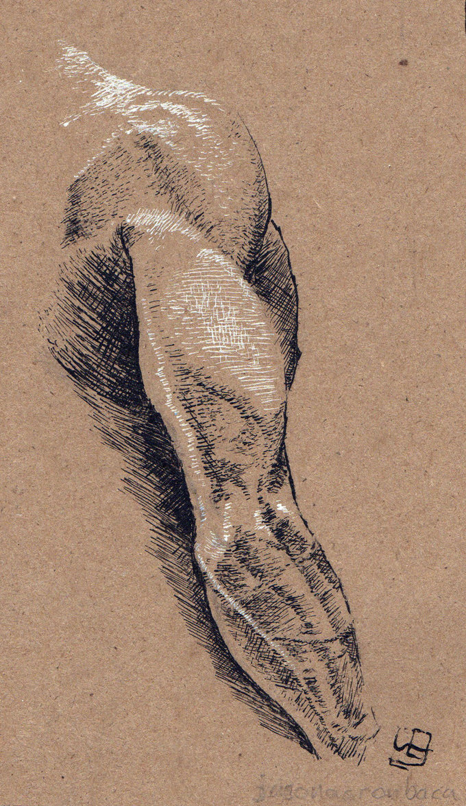 Anatomy Studies